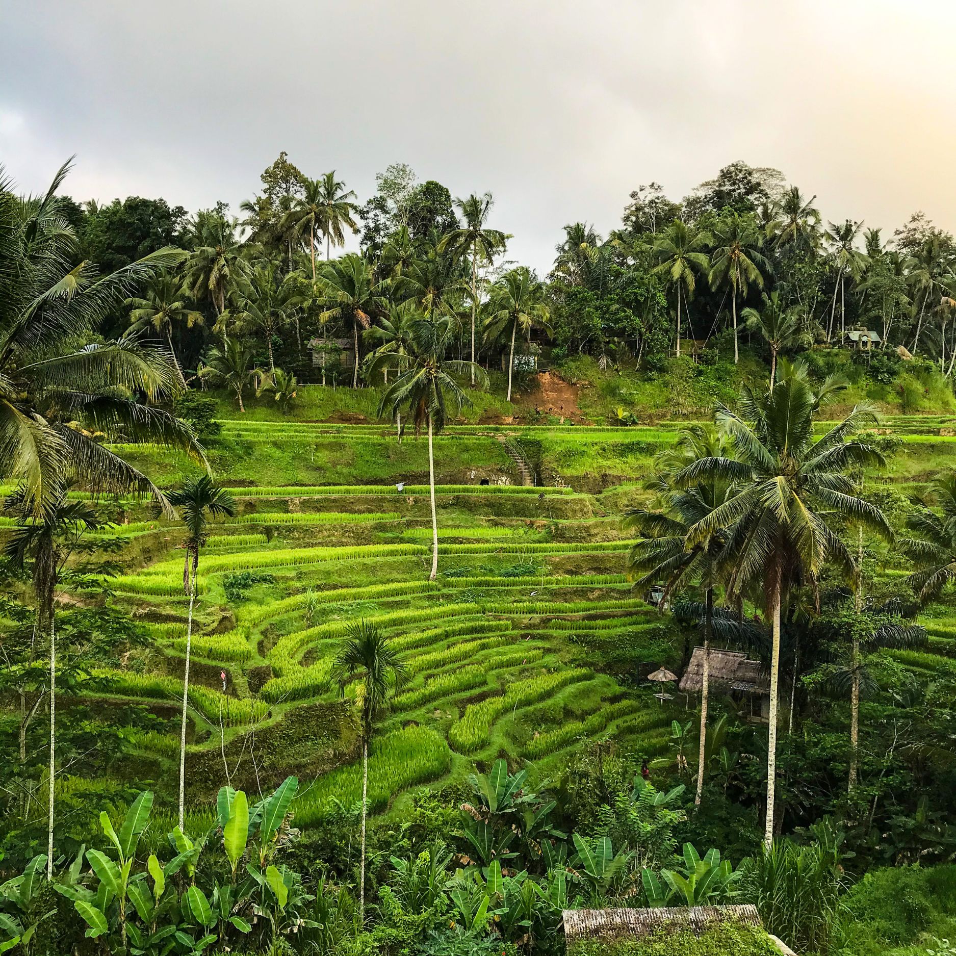 Bali rice fields